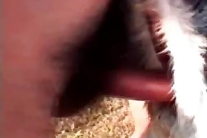 3d animalporn movies