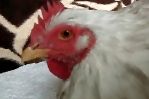 humans with animal sex free porn