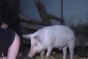animal haveing sex with ebony videos
