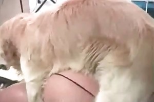 free animals sex video porn movies