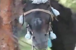 animal sex toons movies