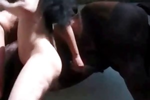 animal sex movie american express videos