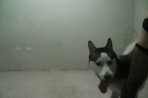 people havingsex with animals