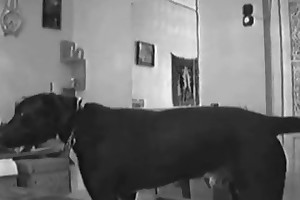 beastiality dog cum porn movies