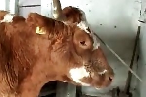 sex with animals called videos