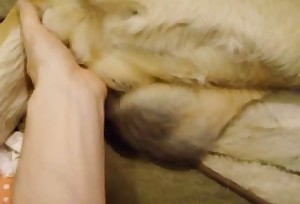 Doggy is looking for a tight and wet female cunt
