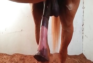Large stallion gets screwed by a lovely zoophile