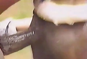 Large stallions are all about that filthy bestiality