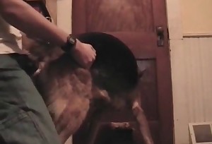 Doggy style animal porn porn action in HD