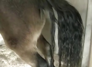 Awesome homemade animal porn looks great