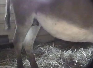 This handsome horse is having a huge boner