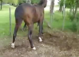 Sexy horses have amazing sex in doggy style