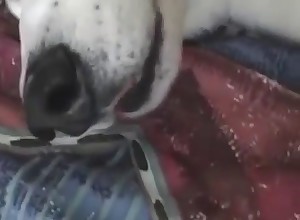 Dick-sucking action with a very playful husky