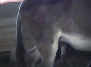Sexy mule is fucking nice in the doggy style pose