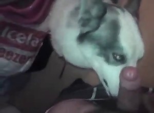 Hot doggo orally pleasing a large cock