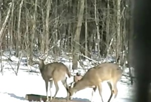 Antelopes really like to bang each other from behind