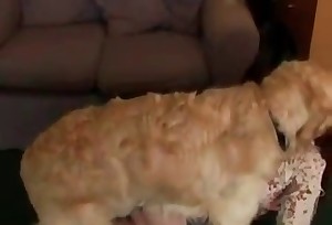 Sexy big-ass chick enjoys oral bestiality so much