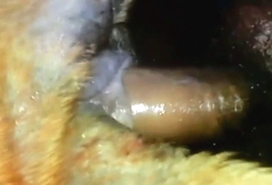 Pitbull's ass is going to get fucked with passion