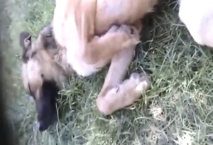 Zoo porn showing a dog getting fingered in POV