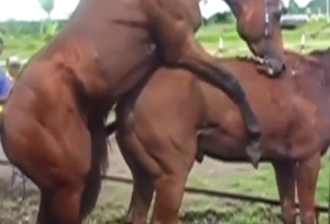 Zoophile horse fucking with deep, deep screwing