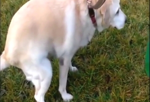 Dog is going to shit outta its ass just to tease