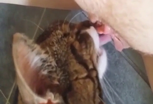 Cat to worship zoophilic pussy in this one